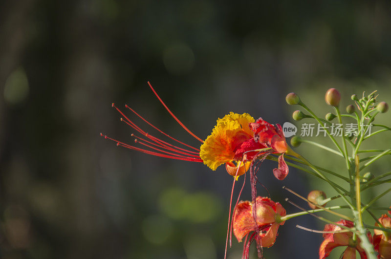 塞拉多米内罗的花:Delonix Regia，艳丽的花